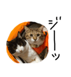 Jerry's Apo.②     ジェリー議員（ねこ）（個別スタンプ：9）
