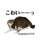 Jerry's Apo.②     ジェリー議員（ねこ）（個別スタンプ：10）