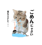 Jerry's Apo.②     ジェリー議員（ねこ）（個別スタンプ：11）