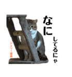 Jerry's Apo.②     ジェリー議員（ねこ）（個別スタンプ：12）
