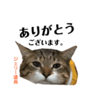 Jerry's Apo.②     ジェリー議員（ねこ）（個別スタンプ：13）