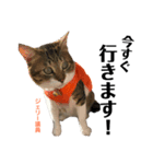 Jerry's Apo.②     ジェリー議員（ねこ）（個別スタンプ：14）