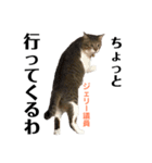 Jerry's Apo.②     ジェリー議員（ねこ）（個別スタンプ：15）