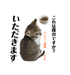Jerry's Apo.②     ジェリー議員（ねこ）（個別スタンプ：16）