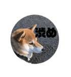 やまもとさんちの虎徹くんパート2（個別スタンプ：3）