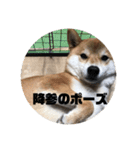 やまもとさんちの虎徹くんパート2（個別スタンプ：4）