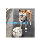 やまもとさんちの虎徹くんパート2（個別スタンプ：7）