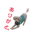 でっかいトイプー 福（個別スタンプ：7）