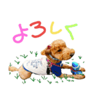 でっかいトイプー 福（個別スタンプ：8）