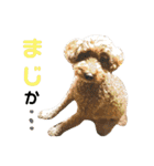 でっかいトイプー 福（個別スタンプ：24）