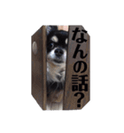 ブラタンチワワの春くん（個別スタンプ：3）