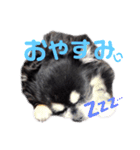 ブラタンチワワの春くん（個別スタンプ：6）