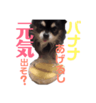 ブラタンチワワの春くん（個別スタンプ：8）