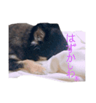 ブラタンチワワの春くん（個別スタンプ：10）