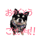 ブラタンチワワの春くん（個別スタンプ：15）