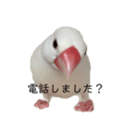 小鳥のぴーちゃん（個別スタンプ：1）