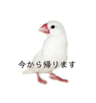 小鳥のぴーちゃん（個別スタンプ：2）