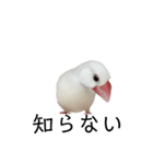 小鳥のぴーちゃん（個別スタンプ：3）