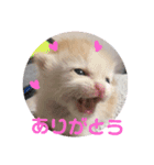 ちゃな！（個別スタンプ：1）