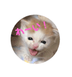 ちゃな！（個別スタンプ：2）