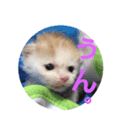 ちゃな！（個別スタンプ：3）