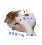 ちゃな！（個別スタンプ：7）