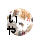 ちゃな！（個別スタンプ：12）