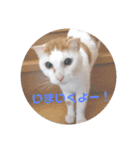 ちゃな！（個別スタンプ：14）