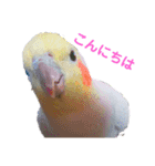 オカメインコのぴーこちゃんです（個別スタンプ：1）