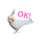 オカメインコのぴーこちゃんです（個別スタンプ：3）