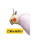 オカメインコのぴーこちゃんです（個別スタンプ：5）