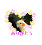 オカメインコのぴーこちゃんです（個別スタンプ：7）