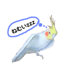 オカメインコのぴーこちゃんです（個別スタンプ：8）