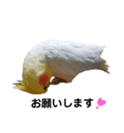 オカメインコのぴーこちゃんです（個別スタンプ：9）