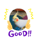 オカメインコのぴーこちゃんです（個別スタンプ：10）