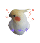 オカメインコのぴーこちゃんです（個別スタンプ：11）