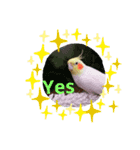 オカメインコのぴーこちゃんです（個別スタンプ：12）