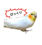 オカメインコのぴーこちゃんです（個別スタンプ：14）
