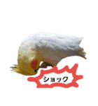 オカメインコのぴーこちゃんです（個別スタンプ：15）
