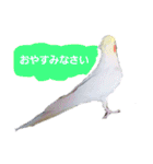 オカメインコのぴーこちゃんです（個別スタンプ：16）