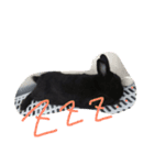 黒うさぎさん（個別スタンプ：2）