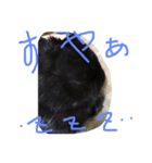 黒うさぎさん（個別スタンプ：5）