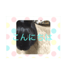黒うさぎさん（個別スタンプ：8）