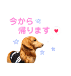 ランスタンプ★（個別スタンプ：4）