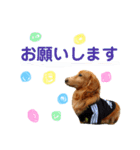 ランスタンプ★（個別スタンプ：6）