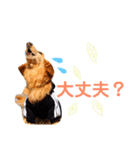 ランスタンプ★（個別スタンプ：9）
