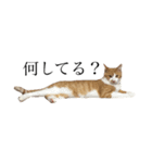 にゃんにゃんねこにゃん！（個別スタンプ：1）