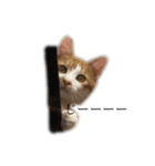 にゃんにゃんねこにゃん！（個別スタンプ：3）