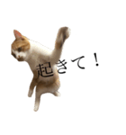 にゃんにゃんねこにゃん！（個別スタンプ：4）