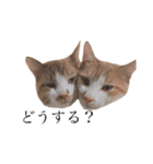 にゃんにゃんねこにゃん！（個別スタンプ：5）